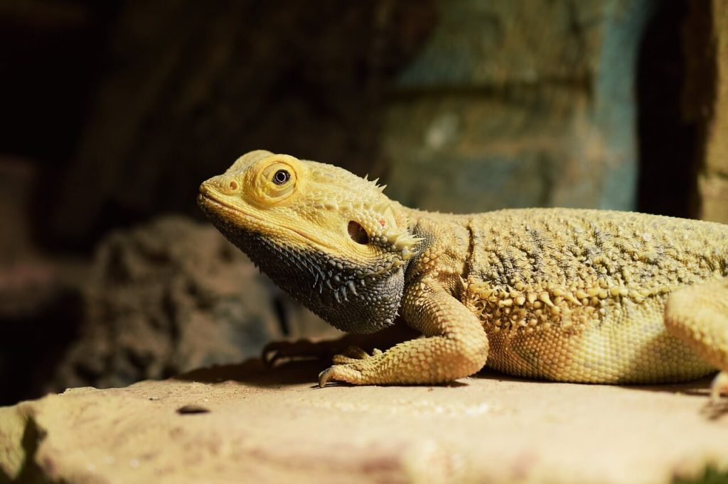 Food for Bearded Dragons A Foodie s Guide to Feeding Reptiles House