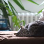 cat-british-shorthair-cat