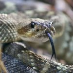 black-tailed-rattlesnake-reptile