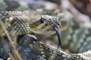 black-tailed-rattlesnake-reptile