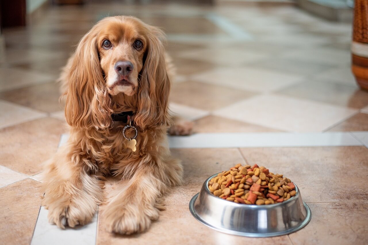 cocker-spaniel-dog-puppy