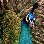 peacock-beautiful-multicoloured