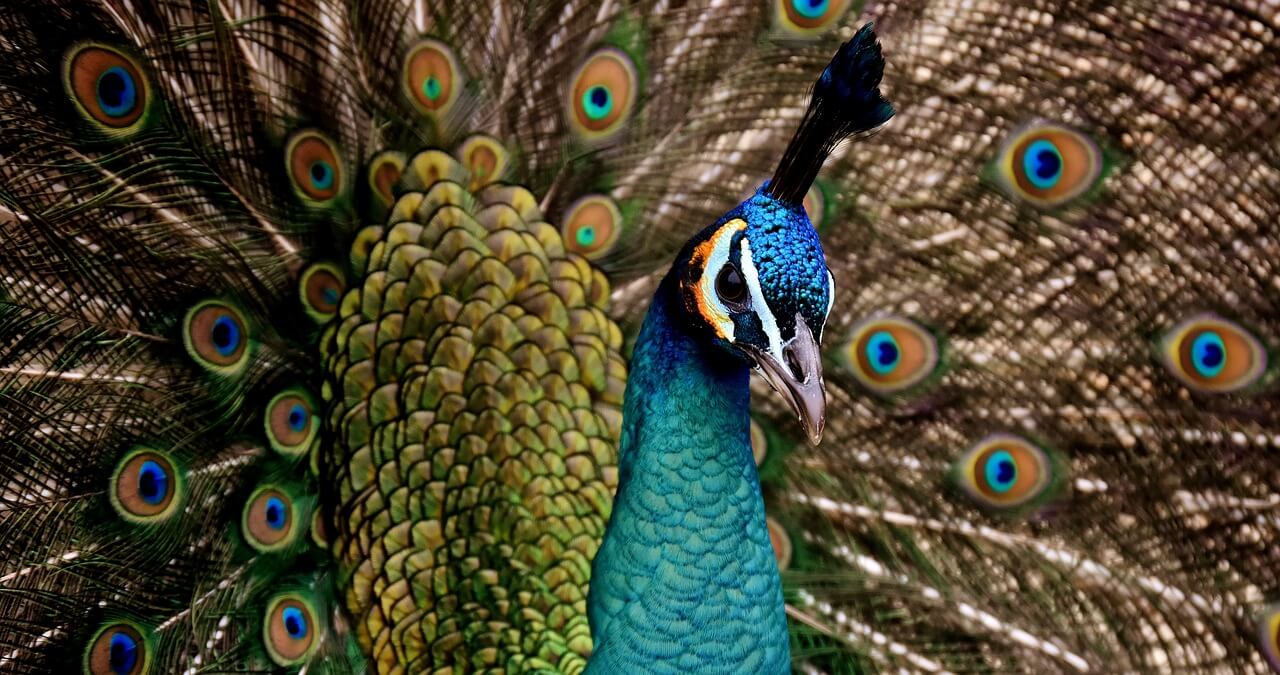 peacock-beautiful-multicoloured