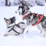 winter-snow-dogs-pet-animal-cute