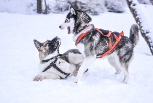 winter-snow-dogs-pet-animal-cute