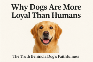 Why Are Dogs So Loyal to Humans