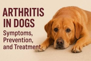 Arthritis in dogs