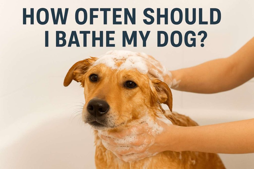 Dog Bath