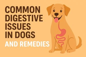 Common Digestive Issues in Dogs and Effective Remedies