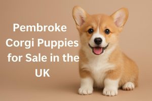 Pembroke Welsh Corgi