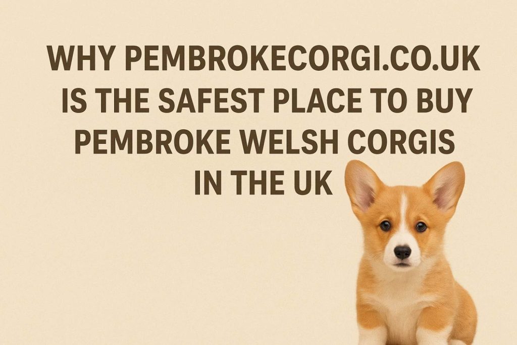 PembrokeCorgi.co.uk