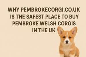PembrokeCorgi.co.uk