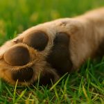 Dog Paw Care