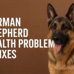 german shepherds