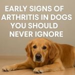 Arthritis in Dogs