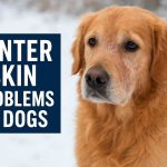 Winter Skin Problems in Dogs