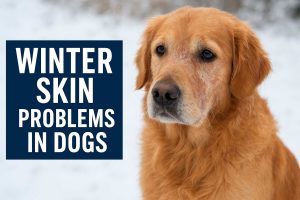 Winter Skin Problems in Dogs