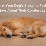 What Your Dog’s Sleeping Position Says About Their Comfort Level