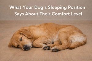 What Your Dog’s Sleeping Position Says About Their Comfort Level