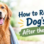 How to Restore Your Dog’s Coat After the Rainy Season