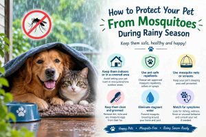 DoG Mosquito